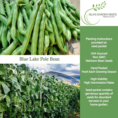 Vista 2 de Blue Lake Pole - Semillas de frijol para plantar, más de 50 semillas de frijoles verdes tradicionales por paquete, semillas de jardín de Isla