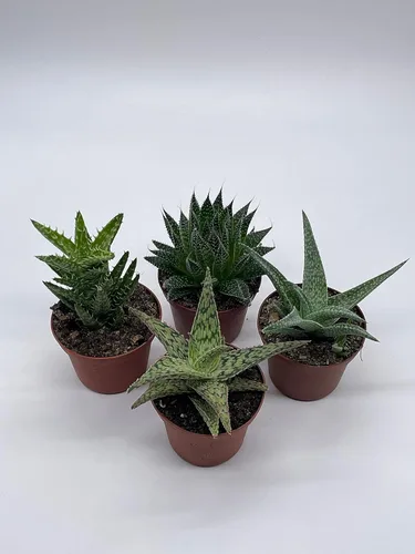 Vista 5 de BubbleBlooms Surtido variado de aloe, macetas de 3 pulgadas, 4 suculentas de aloe diferentes