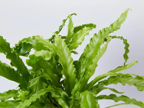 Vista 5 de Helecho Birdsnest japonés Victoria - Planta viva en una maceta de 6 pulgadas - Asplenium Nidus Antiquum 'Victoria' - Helechos raros y exóticos