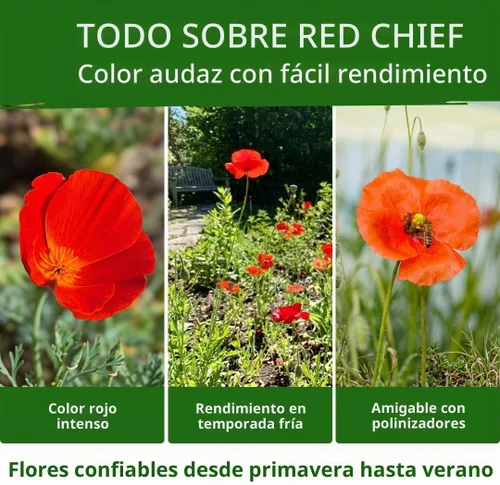 Vista 5 de HOME GROWN Red Chief Poppy 22.000 Semillas de flor Eschscholzia californica