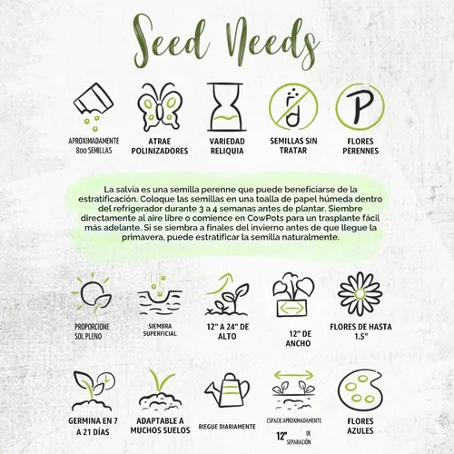 Vista 8 de Seed Needs Semillas de salvia de zafiro para plantar flores de salvia azul, 2 paquetes