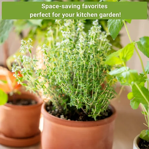 Vista 5 de Sow Right Seeds - Colección de semillas de hierbas enanas para plantar - Lavanda Munstead, albahaca griega, eneldo compacto, manzanilla romana