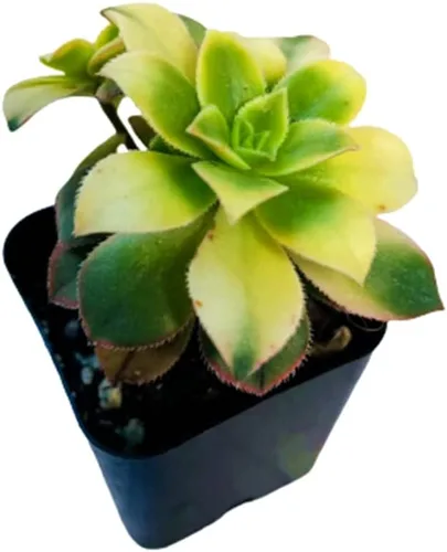 Vista 9 de Plantas de cactus suculentas vivas de USKC (pata de oso de cotiledón tomentosa de 2 pulgadas)