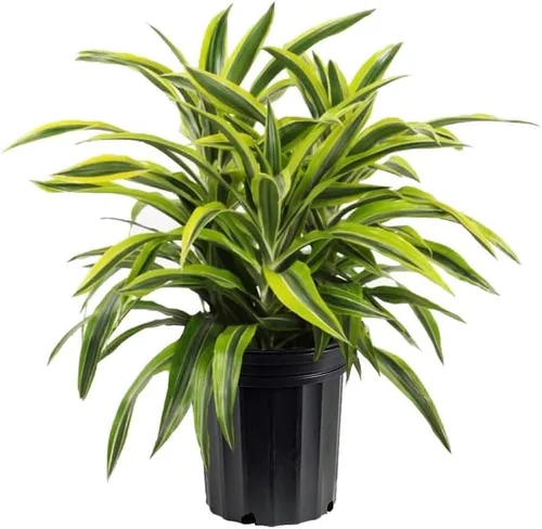 Vista 9 de American Plant Exchange Dracaena 'Colorama' - Maceta de 6 pulgadas - Planta de interior colorida viva con follaje a rayas rosas y verdes, planta