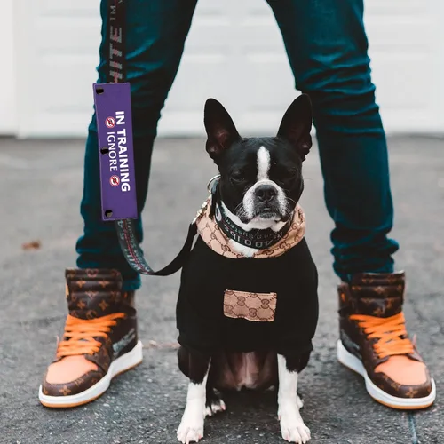 Vista 5 de Training Ignore - Correa y funda para perro, parche de distanciamiento social
