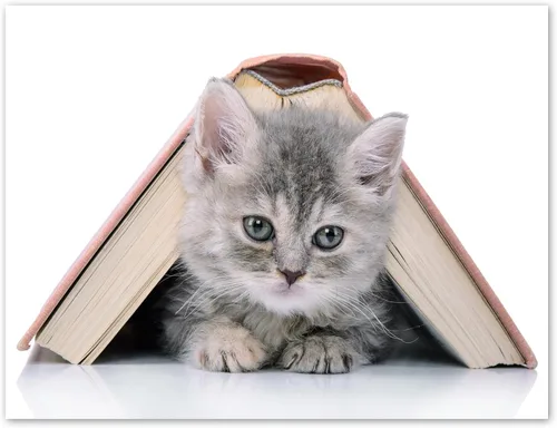 Vista 7 de Tarjetas divertidas de gatito, paquete de 12 tarjetas divertidas de notas de gato con sobres, 4 divertidos diseños de fotos, interior en blanco