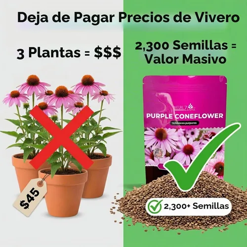 Vista 6 de Semillas de Equinácea, Semillas de Flor de Cono Púrpura, Más de 2300 Semillas de Equinácea para Plantar, Sin OGM, Polinización Abierta, Semillas