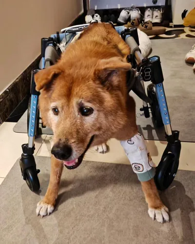 Vista 7 de Lightweight Dog Mobility Cart Adjustable Height Width Length Aluminum Dog Wheelchairs All-Terrain Wheels, for Front & Back Leg Paralysis