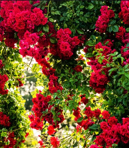 Vista 3 de Más de 100 semillas de rosas rojas trepadoras para plantar al aire libre, flores ornamentales trepadoras, arbustos de rosa, trepador de vid de larga