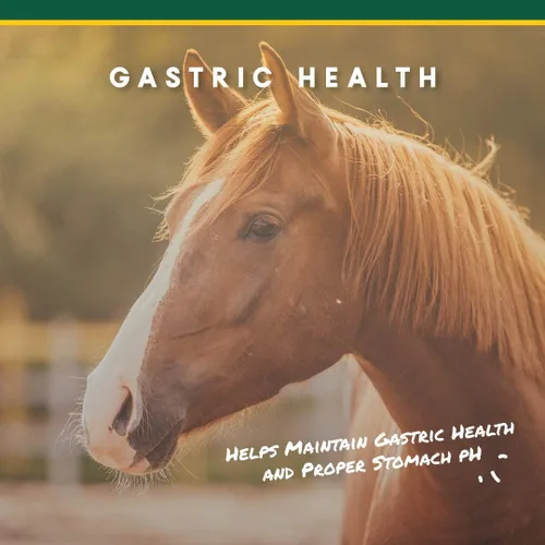 Vista 2 de Manna Pro Corta-Flx U-Gard Pellets Suplemento digestivo equino natural para mantener la salud gástrica Ayuda a prevenir la formación de úlceras