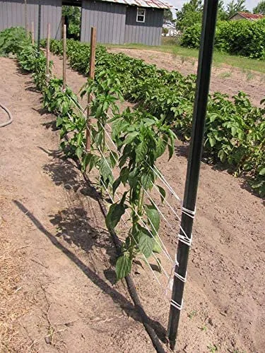 Vista 4 de Guita de jardín para atar tomate de 6300 pies