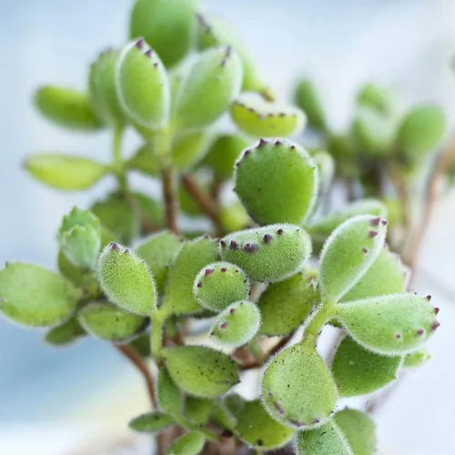 Vista 7 de Cotyledon Tomentosa - Suculenta de pata de oso Cuidado de la suculenta 2 pulgadas Cotyledon Tomentosa Pata De Oso