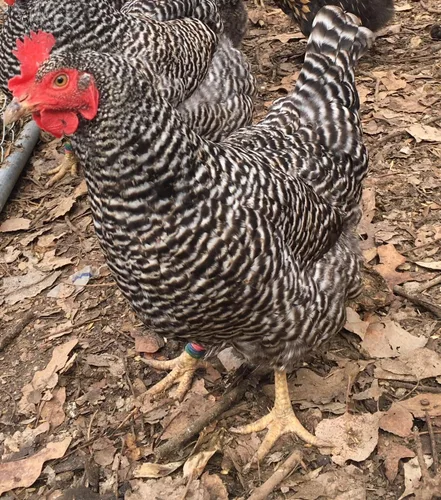Vista 3 de Huevos para incubar de pollo criados en orgánicos (12 huevos)