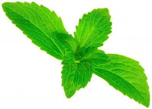 Vista 2 de Stevia Amazing Sugar Plant - Sweetleaf - Sin calorías - Maceta de 4 pulgadas