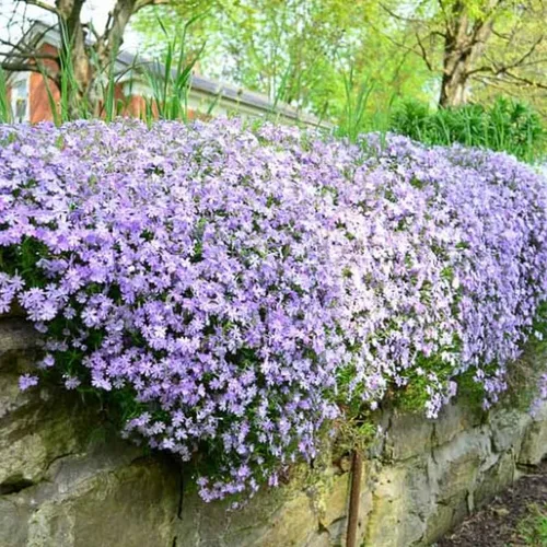 Vista 2 de Blue Phlox - Planta viva, Phlox perenne rastrera, Phlox rastrero de lavanda azul-púrpura, planta de inicio de 1 a 3 inc. y bien enraizada
