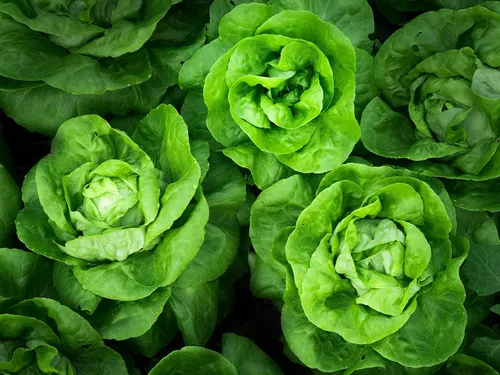 Vista 4 de Seeds May Queen Butterhead Lechuga sin OMG reliquia