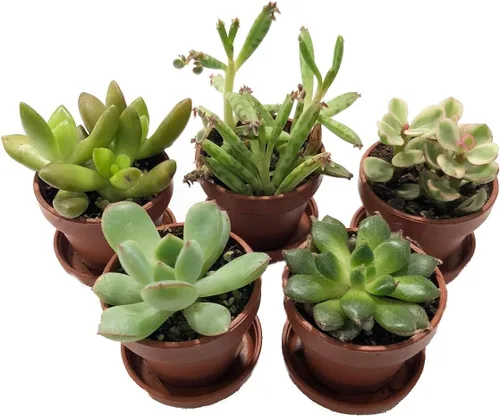 Vista 2 de Mini colección de suculentas - Jardines de hadas/terrario - 5 plantas macetas de 1 pulgada + platillos