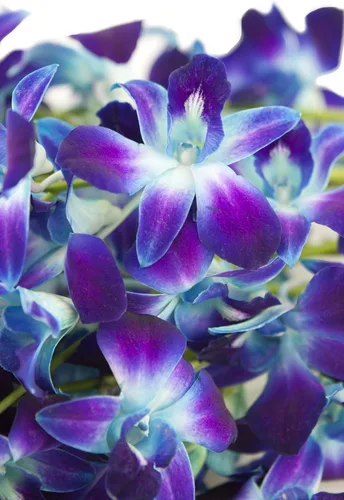 Vista 2 de PREMIUM Cut Azul orquídeas con eflowerwholesale Custom cinta para regalo