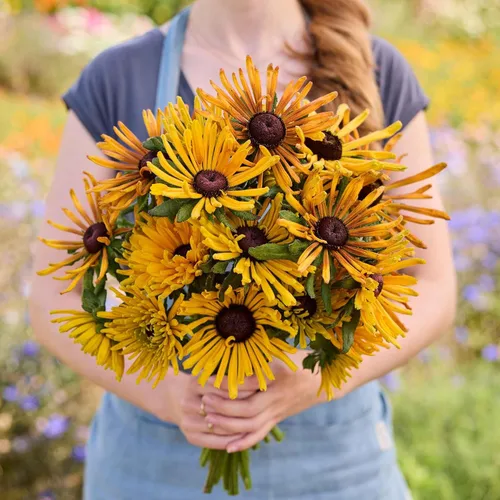 Vista 10 de Eden Brothers Black Eyed Susan Seeds - Bosque de otoño