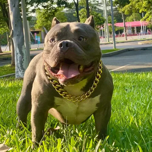 Vista 2 de Collar de cadena de oro para perro, collar de cadena de metal de 18 quilates, collar de perro con eslabones cubanos con diseño de hebilla segura