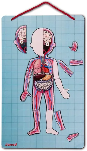 Vista 3 de Janod - Bodymagnet - Juego educativo del cuerpo humano
