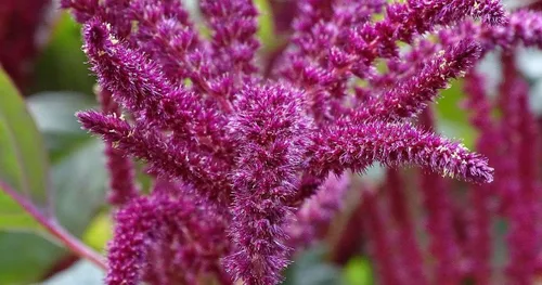 Vista 3 de Amaranto Amaranthus Paniculatus Semillas exóticas para plantar en su jardín Más de 400 semillas