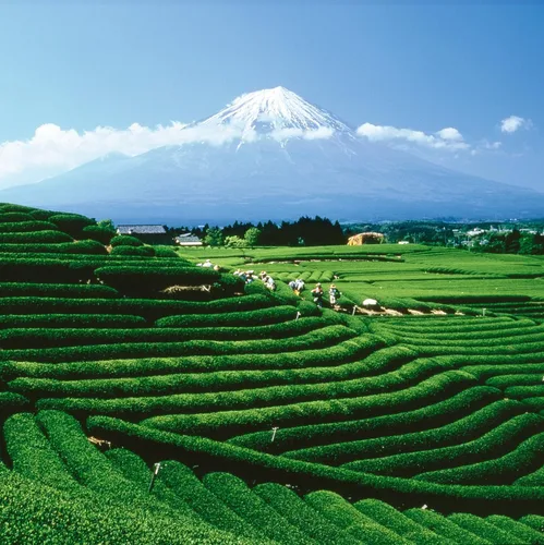 Vista 3 de Palais des Thés Té verde – Mezcla orgánica de bienestar brasileño para energía con matcha, mate, guaraná, acai y acerola – Té de hojas sueltas