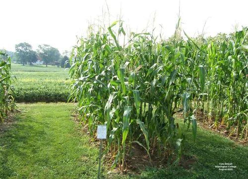 Vista 3 de 1 libra de libra Reid's Yellow Dent Field Corn Open Polinated Non GMO Reids USA