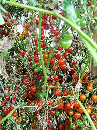Vista 2 de Más de 20 semillas de tomate de grosella más pequeña del mundo, temprano, reliquia sin OMG, raras, tempranas, vigorosas, dulces, indeterminadas