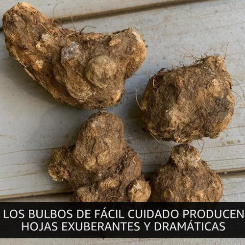 Vista 4 de 6 Bulbos de Caladio Crimson Sky para Plantar - Hosta Perenne, Orejas de Elefante, Elegante (6 Bulbos)
