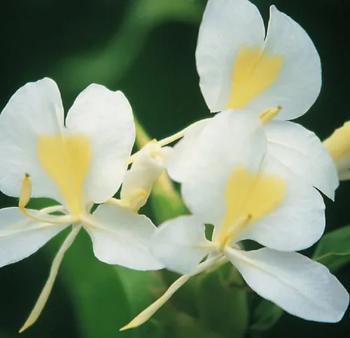 Vista 4 de Raíz de jengibre blanco hawaiano Hedychium Coronarium J6