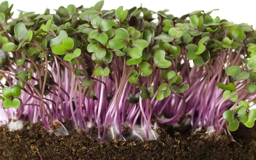 Vista 3 de Col Red Acre 500 Semillas (Brassica oleracea) Sin OGM - Heirloom - Polinizado abierto