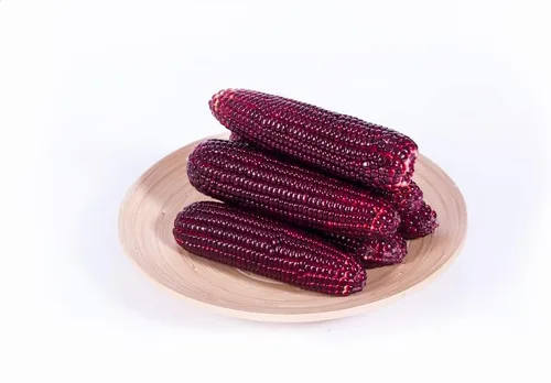 Vista 2 de Semillas de maíz rojo para plantar, maíz indio de carnicero sangriento, cultivadas en Iowa, color impresionante (25 semillas)