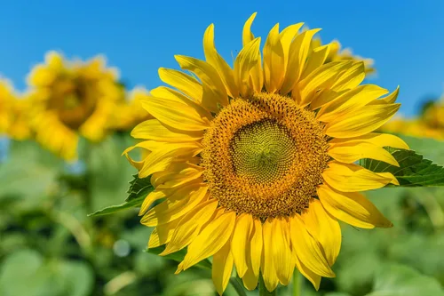 Vista 7 de TKE Farms & Gardens - Semillas de girasol de mamut para plantar, más de 100 semillas de reliquia sin OMG, girasoles altísimos con flores amarillas