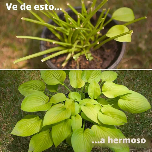 Vista 4 de I Must Garden repelente de conejos - aroma especiado - spray 32 oz listo para usar
