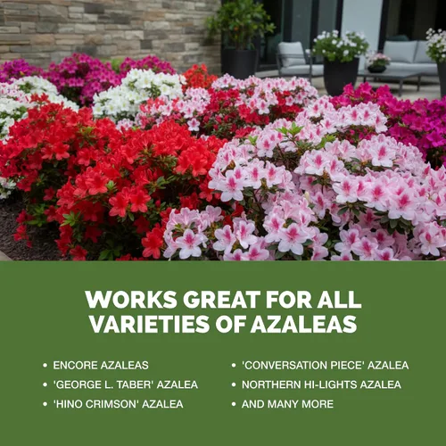 Vista 5 de Fertilizante Azalea - Alimento líquido para plantas para flores vibrantes, hojas verdes ricas y raíces más fuertes, 8 onzas