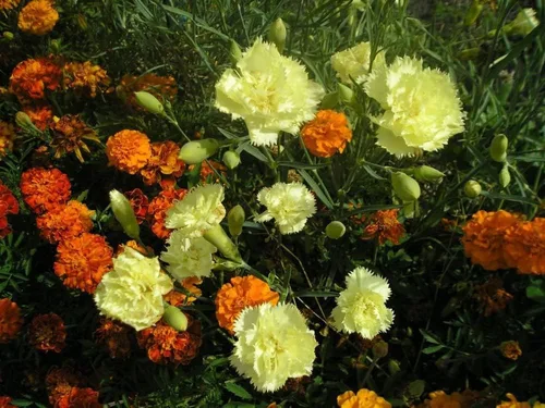 Vista 4 de Semillas Clavel Shabo Mix Flores Bienales para Plantar