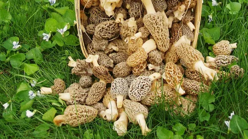 Vista 5 de Esporas de hongos Morel 1.41 oz en bolsa de aserrín - Morchella Esculenta, kit de cultivo de hongos True Morel, esporas de hongos morel frescos