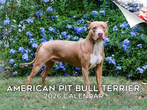 Vista 222 de Calendario de Lebrel Afgano 2025 2026, calendario mensual de pared de raza canina, 12" x 18" abierto, papel grueso sin traspaso, ideal para regalo