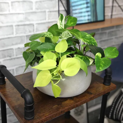Vista 11 de Plants for Pets - Abundantes Pothos y Filodendro (paquete de 6), planta viva de Pothos para decoración, plantas de oficina, plantas reales, planta