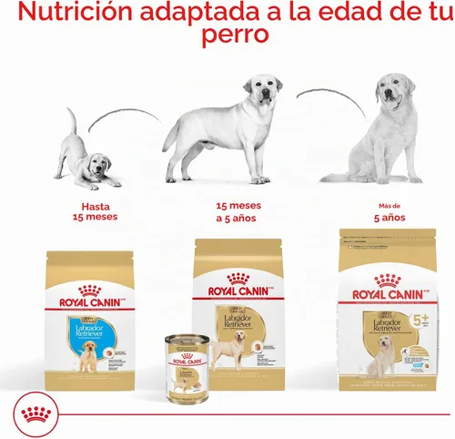 Vista 4 de ROYAL CANIN Labrador Retriever 5+ Alimento seco para perros adultos, bolsa de 28 libras