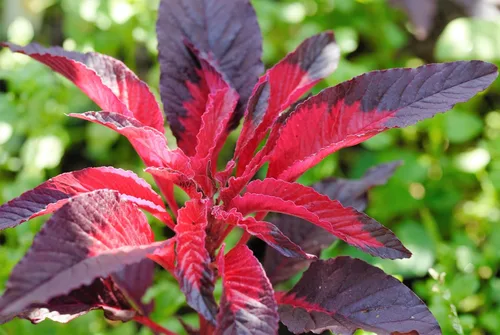 Vista 2 de 100 semillas de flores tricolor Early Splendor Amaranthus Hypocondricus *Comb S/H