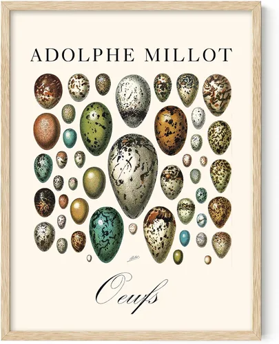 Vista 7 de Lone Star Art Adolphe Millot Oeufs Vintage Bird Egg Illustration 11x14 Framed Poster Ready to Hang Scientific Artwork