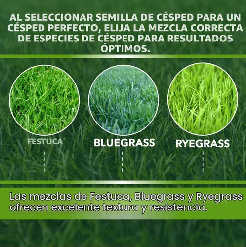 Vista 4 de Athletic Field - Semillas de césped (5 libras)