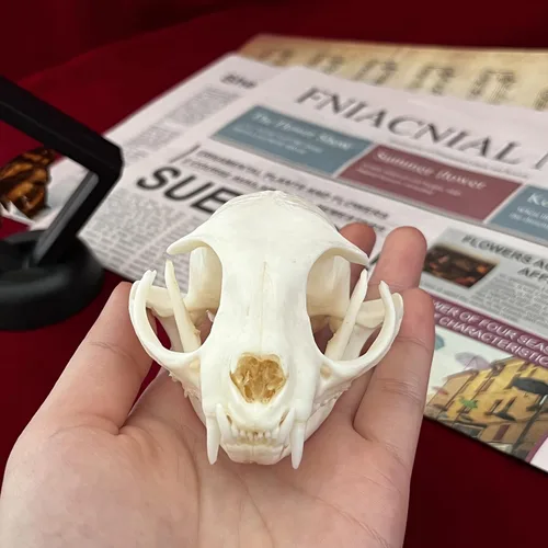 Vista 4 de Calaveras de animales reales en taxidermia, espécimen de huesos reales, suministros de taxidermia para educación científica, regalo especial