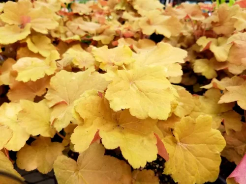 Vista 6 de 1200 BRESSINGHAM Campanas de Coral Mixtas Heuchera Sanguinea Semillas de Flor
