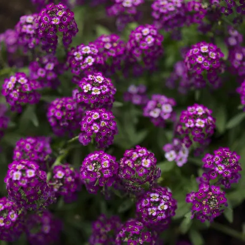 Vista 7 de Eden Brothers Alyssum Seeds - Cesta de Oro