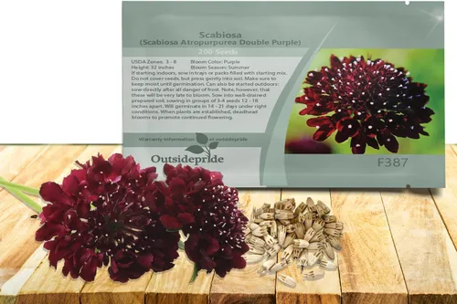 Vista 12 de Outsidepride Burgundy Beau Scabiosa Seeds – 500 semillas de flores perennes que atraen a los polinizadores, hábito de crecimiento vertical y limpio
