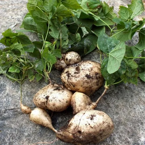 Vista 2 de CHUXAY GARDEN Semillas de jícama, 100 semillas comestibles de nabo mexicano de reliquia, cultivo alimentario sin OMG, semillas de supervivencia