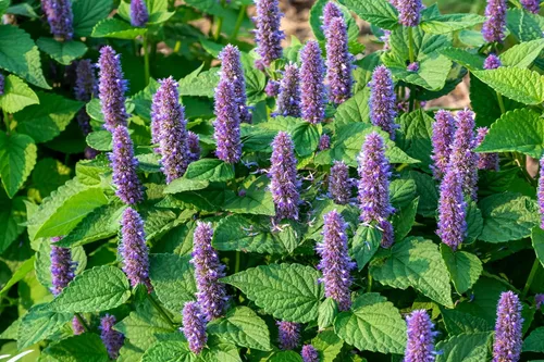 Vista 4 de Hyssop Purple Giant 2000 Seeds (Agastache Rugosa) Heirloom - Open Pollinated